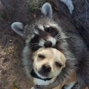 31140-9-21-14 | 급성 신부전과 SUB수술 후기, 가격(feat. crea 21로 살아남은 고양이)