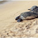 거북이집 이미지