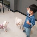 퍼펫 애견카페 이미지