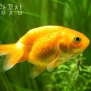 보광꽃집