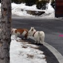 우정앤독스 이미지