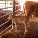 영진농장 이미지