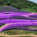 퍼플여행 이미지