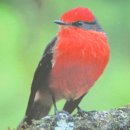 새야새야 이미지