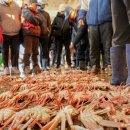 붉은대게 이미지