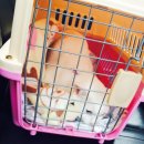 좌천동물병원 | 고양이 중성화수술 비용, 중성화수술 병원, 여름이 중성화수술 후기