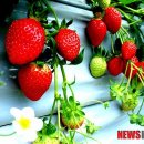 농업기술센터(통신사 설치)2 이미지