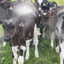 대국축산 이미지