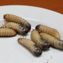 금창농장 이미지