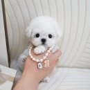 모노퍼피 | 브리더 15년 경력자의 손길, 동탄 클라씨퍼피에서 느낀 차이점