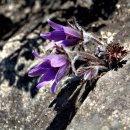 동강소리 이미지