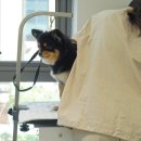 오늘도, 이쁘개 이미지