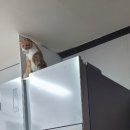 당근Story 이미지