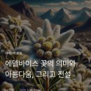 에델바이스 꽃의 의미와 아름다움, 그리고 전설 이미지