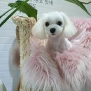 도그런살롱 이미지