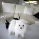 퍼피데일리 이미지