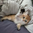 로하동물병원 이미지