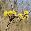 산수유꽃길로 이미지