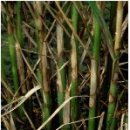 화경축산 | 주간농사정보[ 제 32 호, 2010.08.01 ~ 2010.08.07 ]