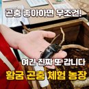 장수농장 | 대전 근교 곤충체험 금산 황굼 곤충 체험농장 아이랑 가볼만한곳 파충류 장수풍뎅이 동물 먹이주기 N번...