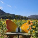 해바라기유원지 | 밀양 가볼 만한 곳 추천 밀양강 풍경 해바라기 코스모스 산외면 꽃담뜰 해바라기축제 최근 현황