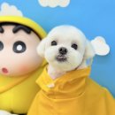 그루머 댄 이미지