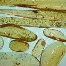 코팔(COPAL)