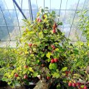 한솔농원 이미지