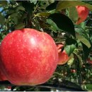 옥골농장 이미지