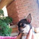 손금선애견세상 이미지