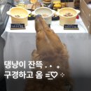2025 케이펫페어 수원 메쎄 볼거리 가득했던 펫박람회