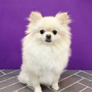 예쁘개 | 강아지 성향과 관리 방법에 맞춰 스타일을 추천해 주는 부천애견미용실 오늘예쁘개 상동점 방문 후기