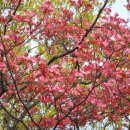 정품 붉은꽃 미산딸나무 분양 이미지
