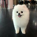 루이애견 이미지