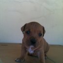 하룻강아지 이미지