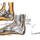 상구혈SP5 상구(上丘 2개 혈) : 脾經之經金穴. 이미지