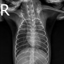 천호동물병원 이미지