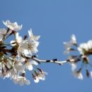 벚꽃로 가로수길 이미지