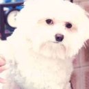 디디동물병원 이미지