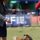 샤인우드 | 강아지분양 부산 기장군 장안읍 샤인우드셀티 위치 가격 후기