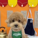 보떼독 | 보떼독🐶 서울 영등포구 반려견 미용 ｜ 도망치던 강아지가 엉덩이를 씰룩?🐕