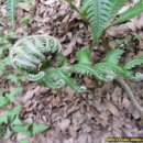 수림약품 이미지