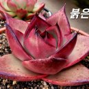 비토 - 천안시 동남구 청수로 87 | 비토