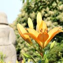 상림플라워