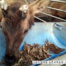 행복한사슴농장 이미지