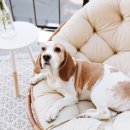 행복한 환경 이미지