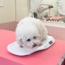 개똥이 애견샵 | 10년단골이 증명한 실력, 화성 가위컷 전문 애견미용실 씨몽 찐 후기!