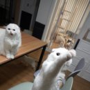 달보드레/루체레 이미지