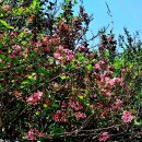 이뇨제 등으로도 이용되는 소영도리(Weigela praecox) 이미지