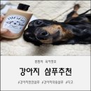 아코시스템 | 디고 펫 에스테틱 강아지샴푸 노견 닥스훈트 사용 후기!